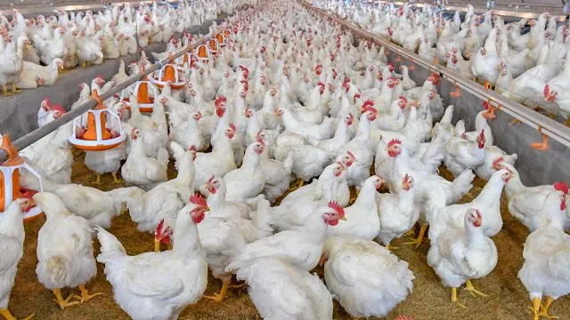Broiler chickens growing in a poultry farm house Kenya — hormone-free, naturally raised by KukuCrest
