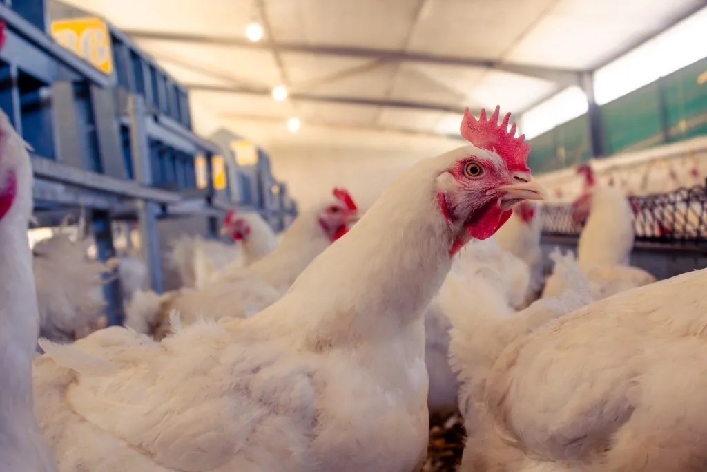 Bulk Commander Pack — 10 farm-fresh broiler birds for events and bulk buyers in Kenya