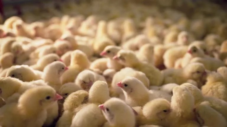 Day-old broiler chicks at KukuCrest poultry farm Kenya — the start of responsible chicken farming